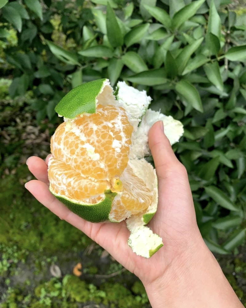 阿蜜达柑橘苗早熟耙耙柑苗新品种阿蜜达柑橘苗