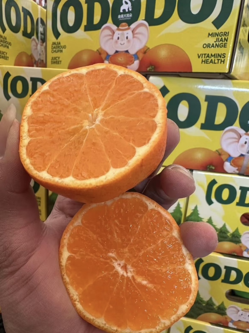 阿蜜达柑橘苗早熟耙耙柑苗新品种阿蜜达柑橘苗