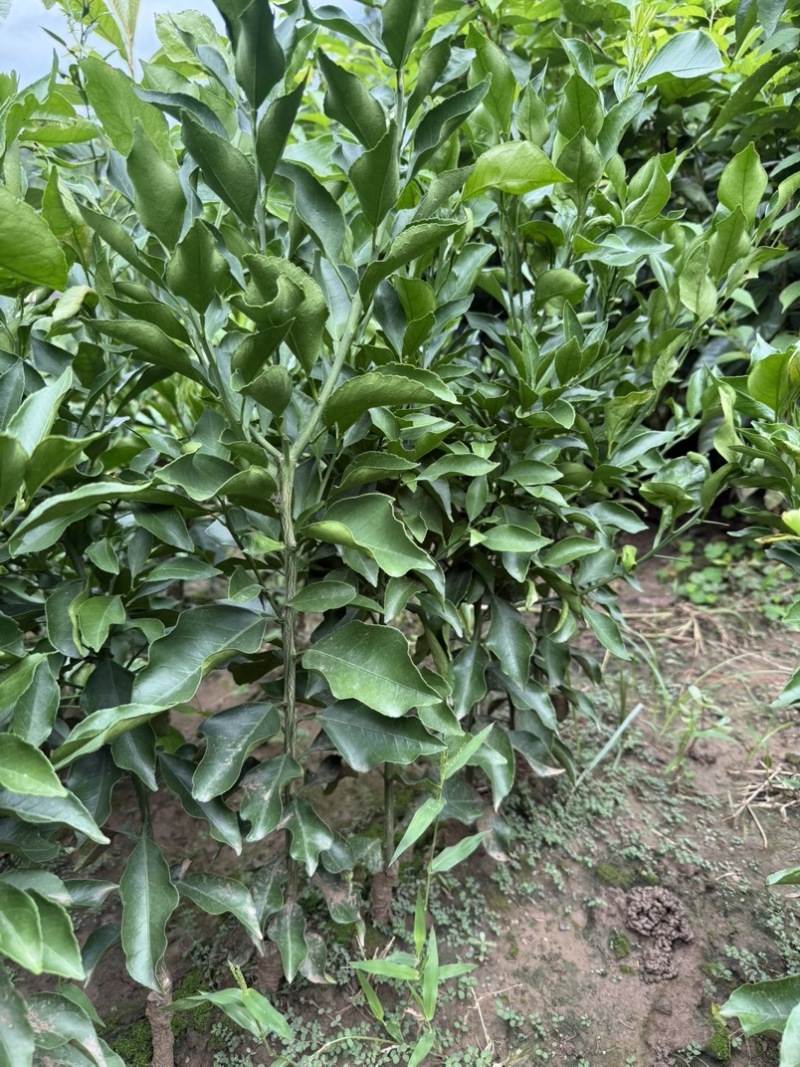 阿蜜达柑橘苗早熟耙耙柑苗新品种阿蜜达柑橘苗