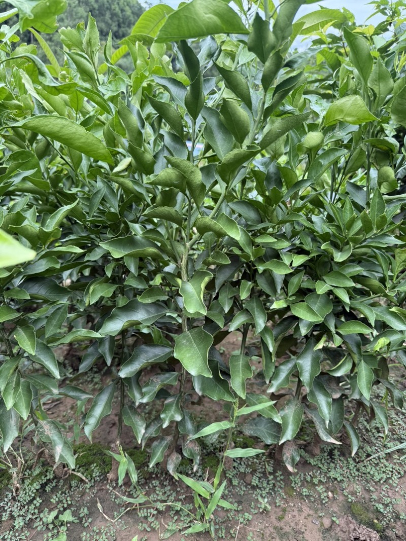 阿蜜达柑橘苗早熟耙耙柑苗新品种阿蜜达柑橘苗