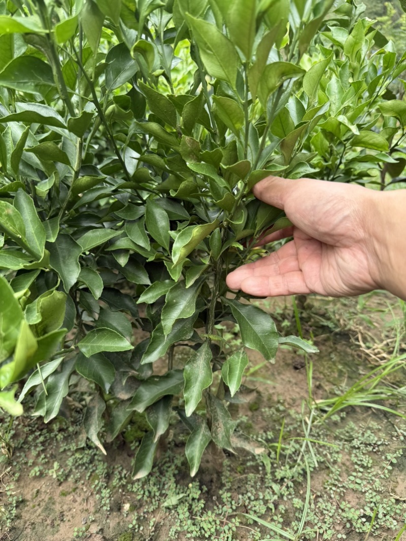 阿蜜达柑橘苗早熟耙耙柑苗新品种阿蜜达柑橘苗