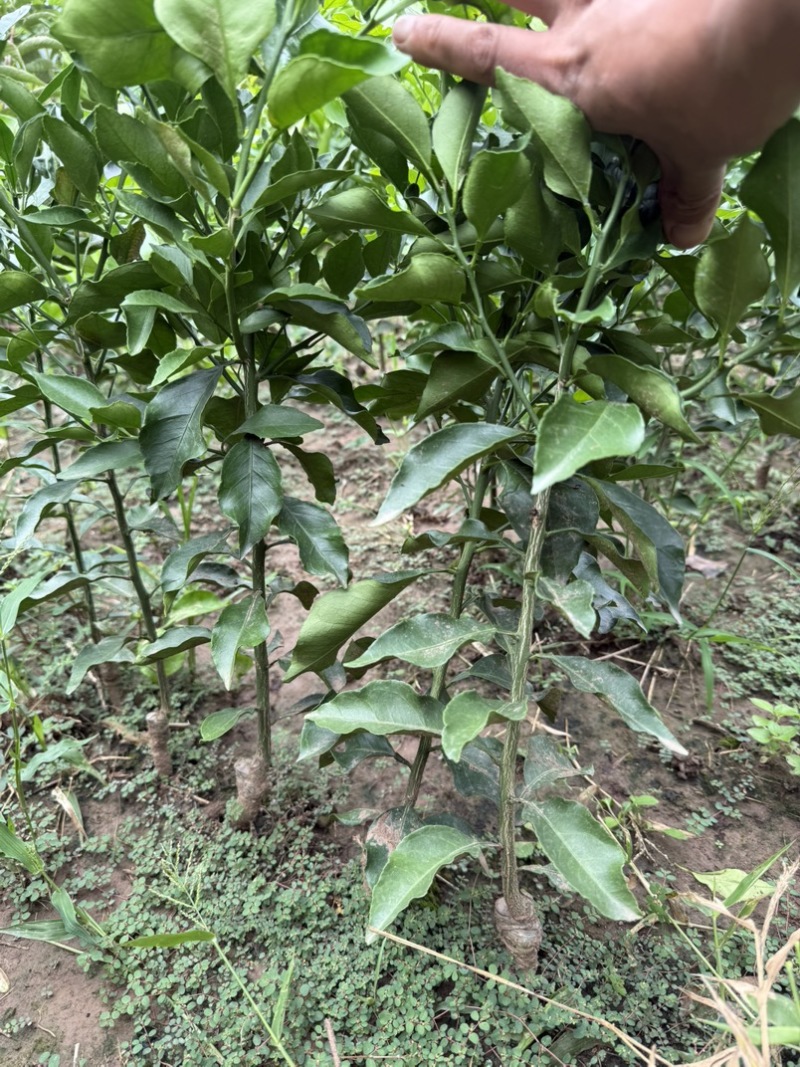 阿蜜达柑橘苗早熟耙耙柑苗新品种阿蜜达柑橘苗