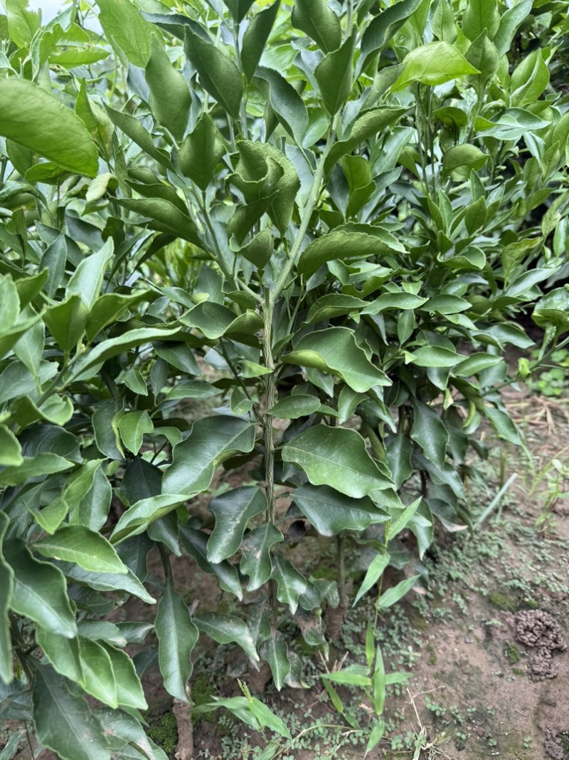 阿蜜达柑橘苗早熟耙耙柑苗新品种阿蜜达柑橘苗