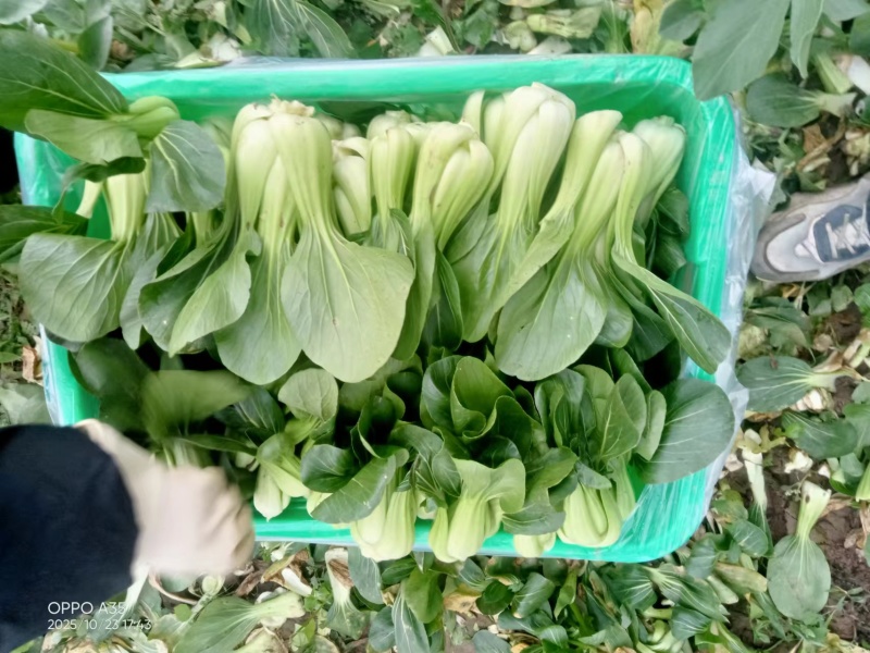 上海青