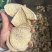 烘干各种地瓜干烟薯济薯淀粉薯瓜干粒