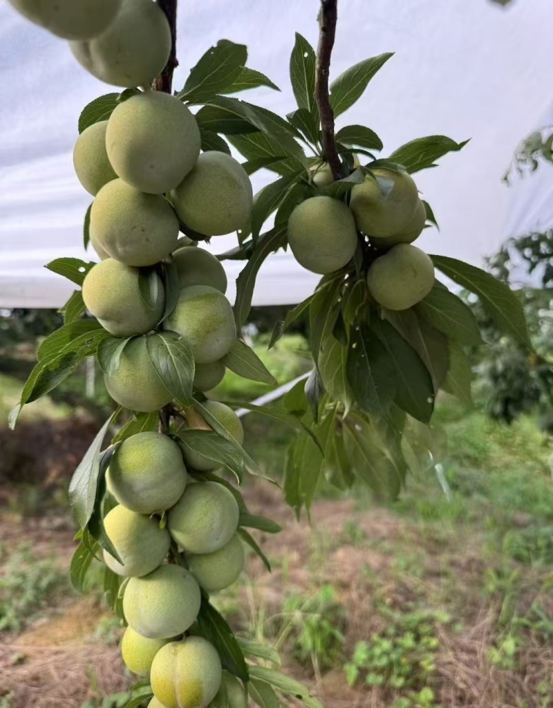 巫山脆李苗金秋晚脆李苗酥脆味甜中晚熟李特丰产半离核
