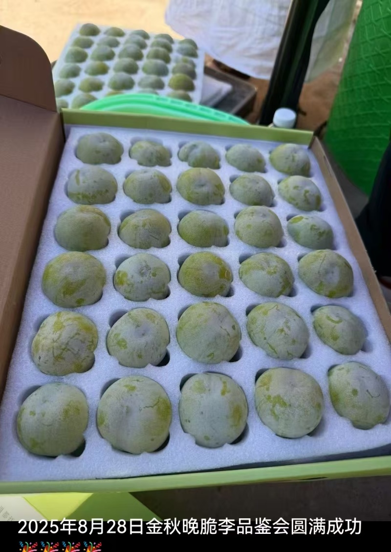 巫山脆李苗金秋晚脆李苗酥脆味甜中晚熟李特丰产半离核