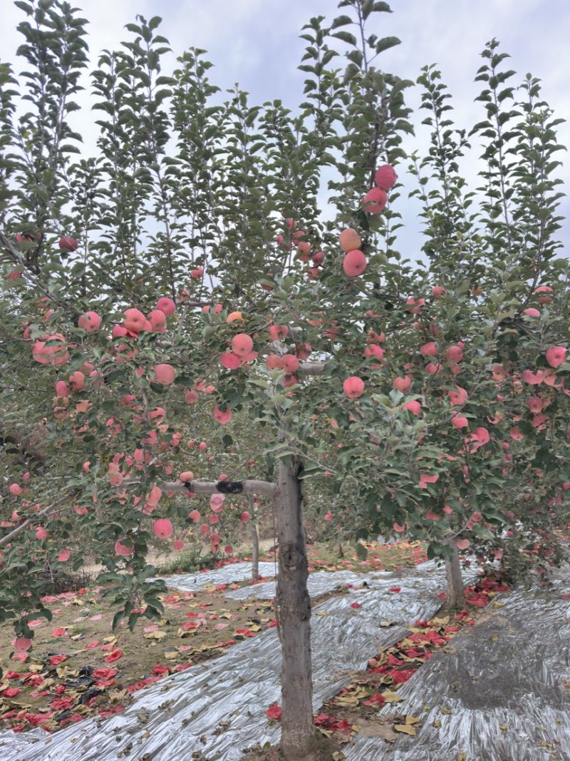 自家果园，正宗山地苹，
