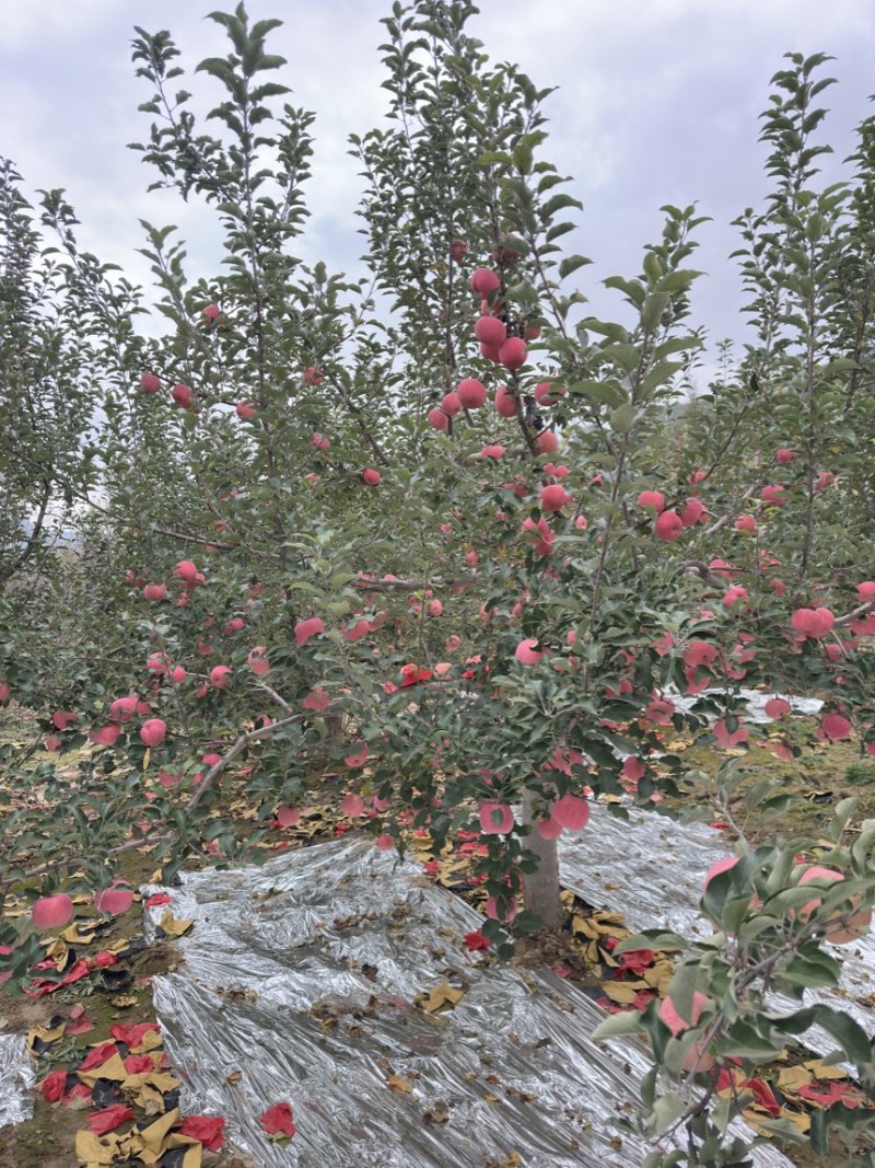 自家果园，正宗山地苹，