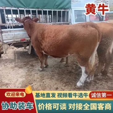 （精）贵州毕节散养放山牛常年售卖欢迎电联