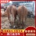（精）贵州毕节放养西门塔尔牛常年售卖欢迎电联