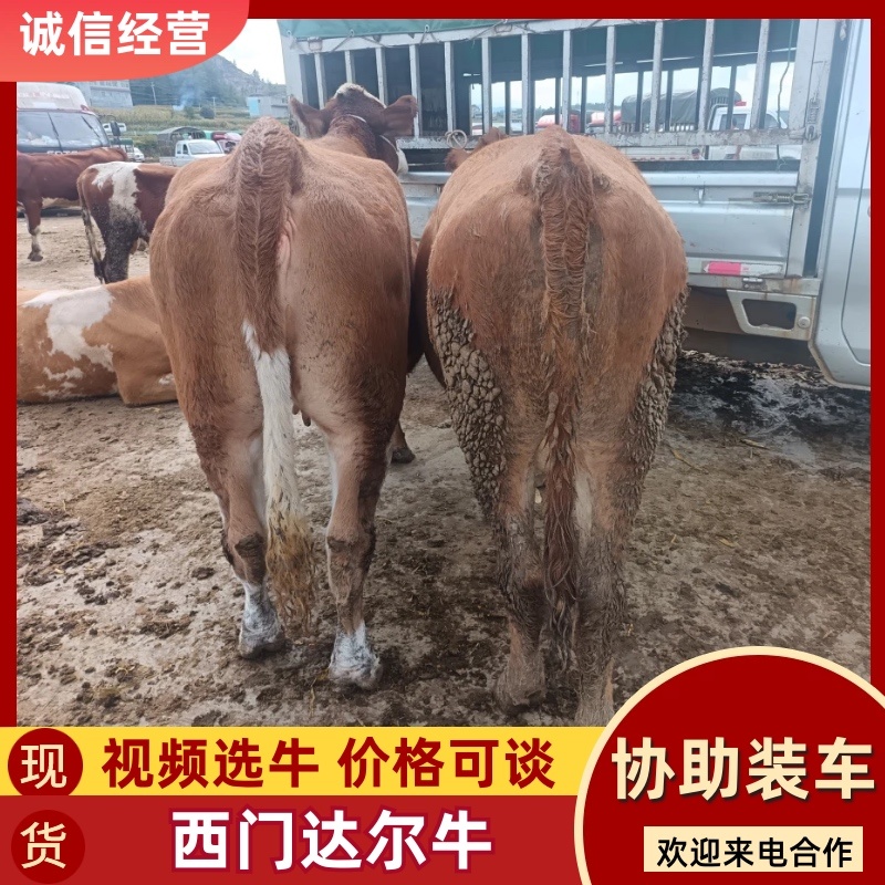 （精）贵州毕节放养西门塔尔牛常年售卖欢迎电联