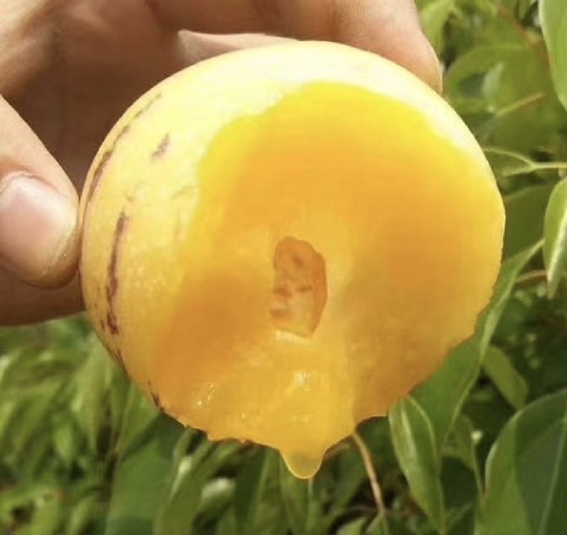 云南石林人参果种植基地