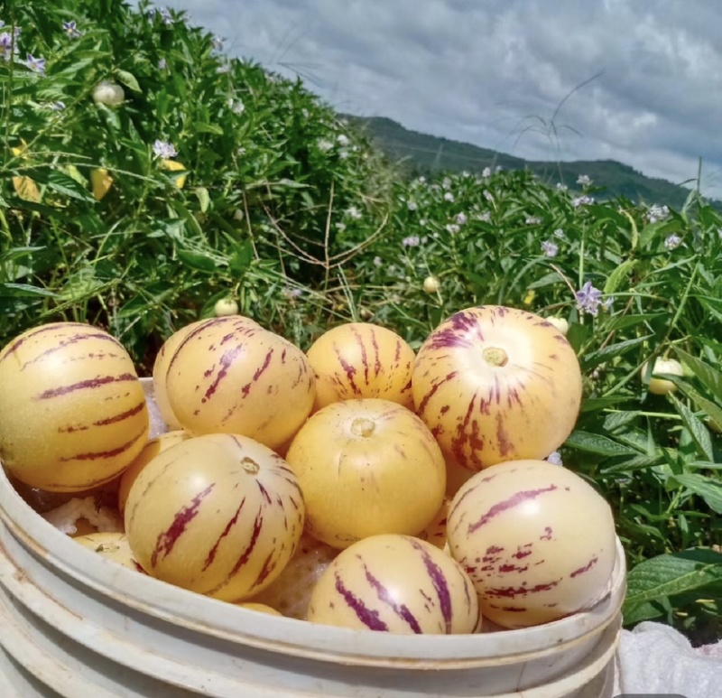 云南石林人参果种植基地