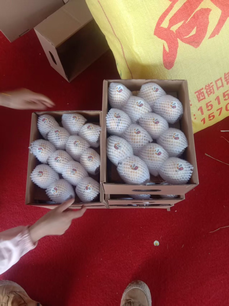 云南石林人参果种植基地