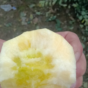 河南省郑州市冰糖心富士苹果大量现货