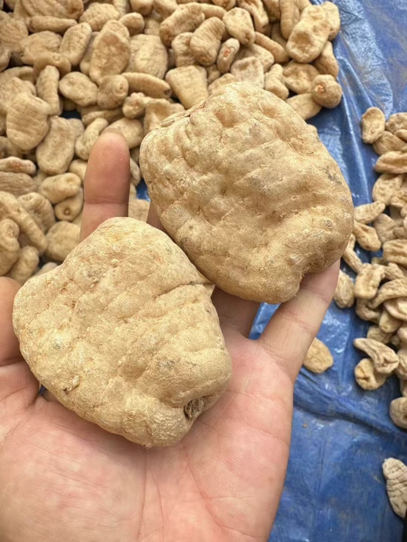 小草坝乌天麻产地麻农自产自销一手货源质量保障无硫