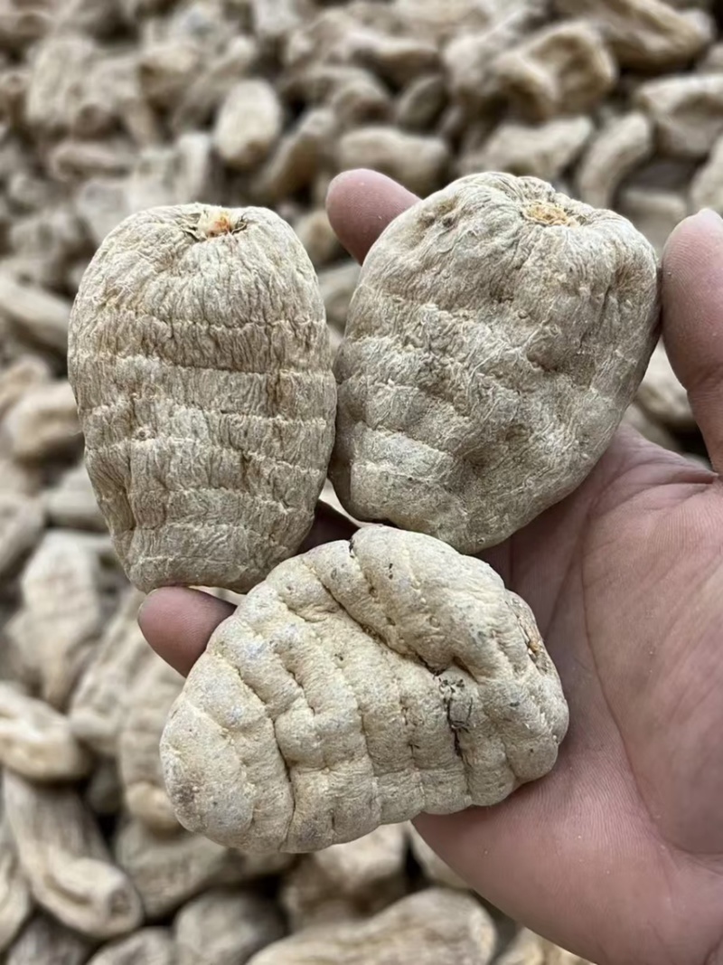 小草坝乌天麻产地麻农自产自销一手货源质量保障无硫