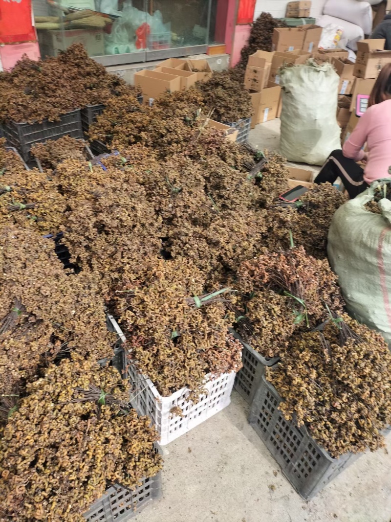 拐枣，万寿果，鸡爪梨