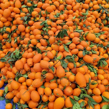 奉节橙子，纽荷尔脐橙，血橙，72一1