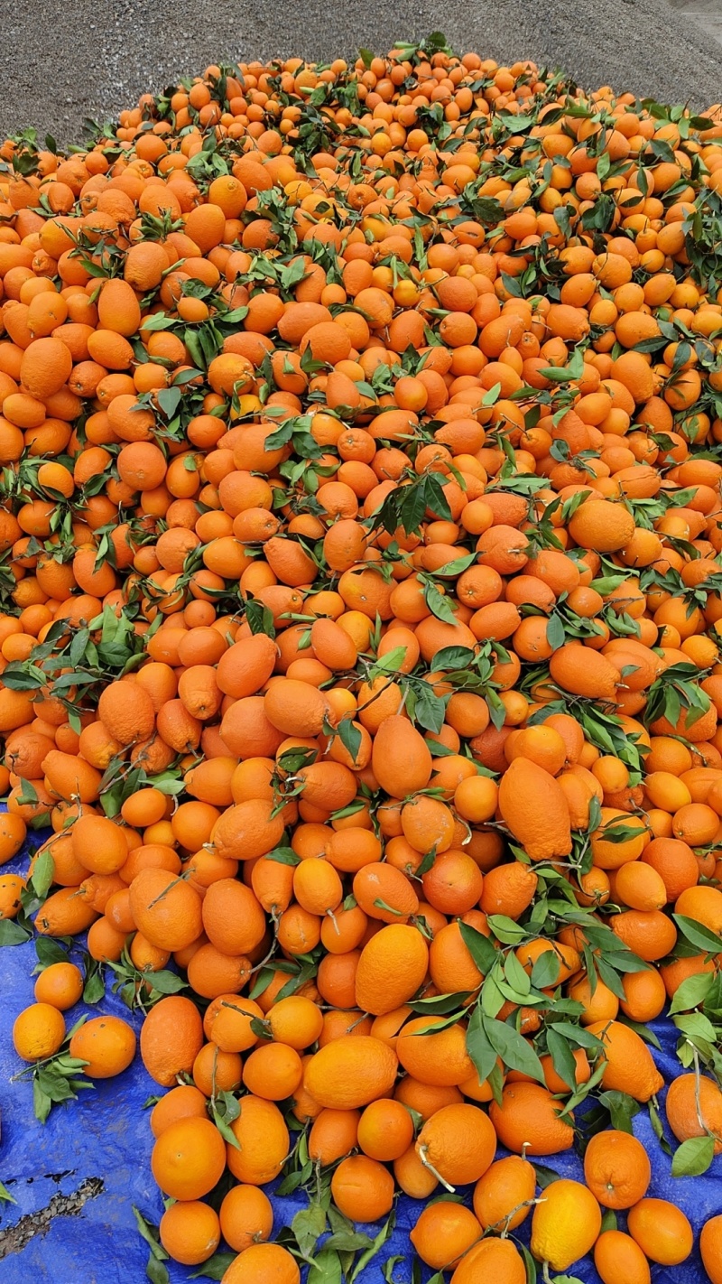 奉节橙子，纽荷尔脐橙，血橙，72一1