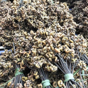 拐枣，万寿果，鸡爪梨