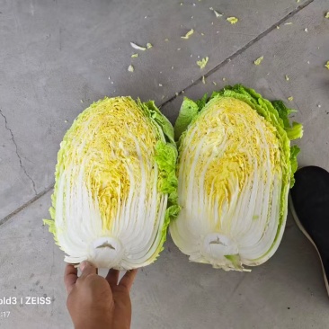 黄心大白菜，玲珑黄大白菜