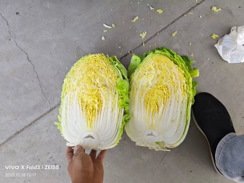 黄心大白菜，玲珑黄大白菜