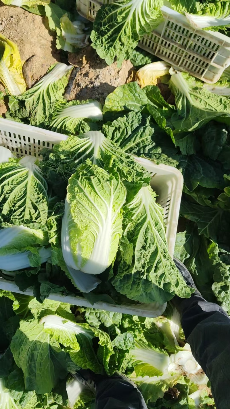 黄心大白菜，玲珑黄大白菜