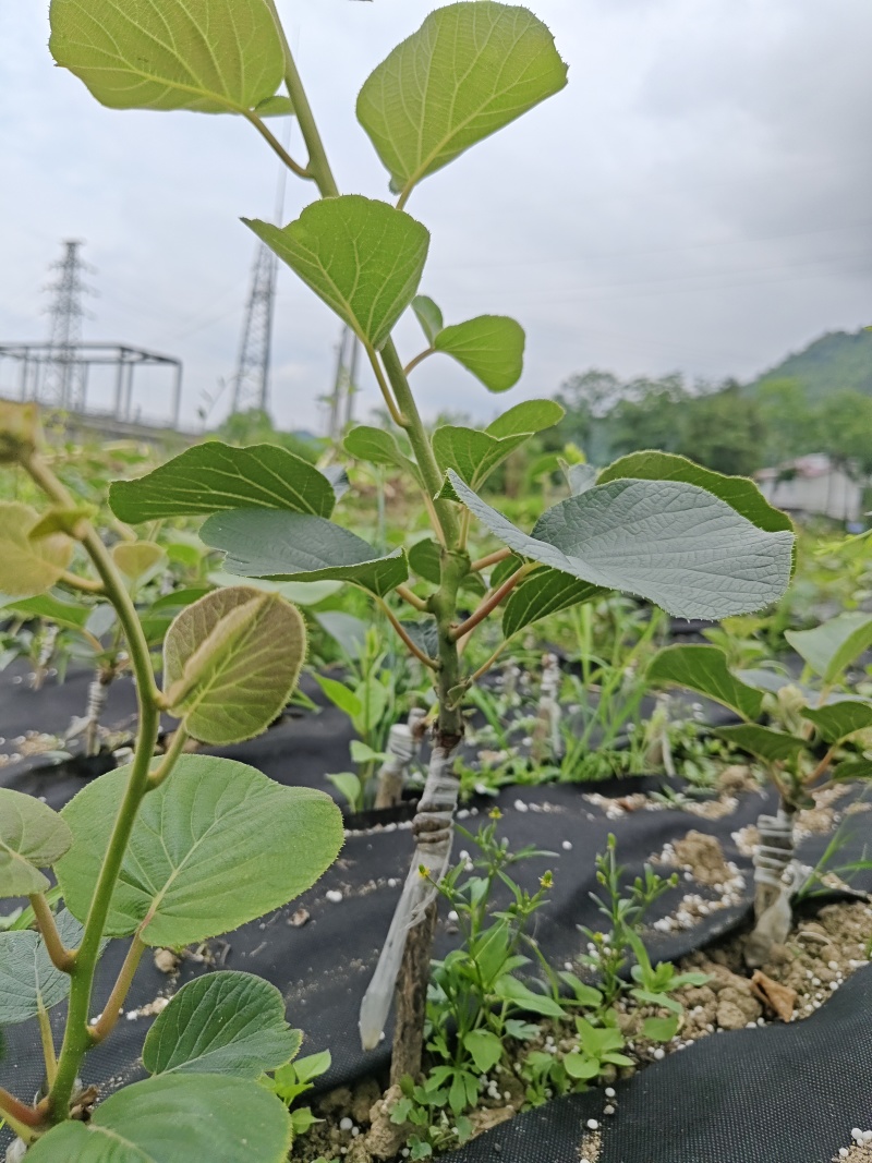 绿心猕猴桃嫁接苗《米良一号》欢迎采购商来电