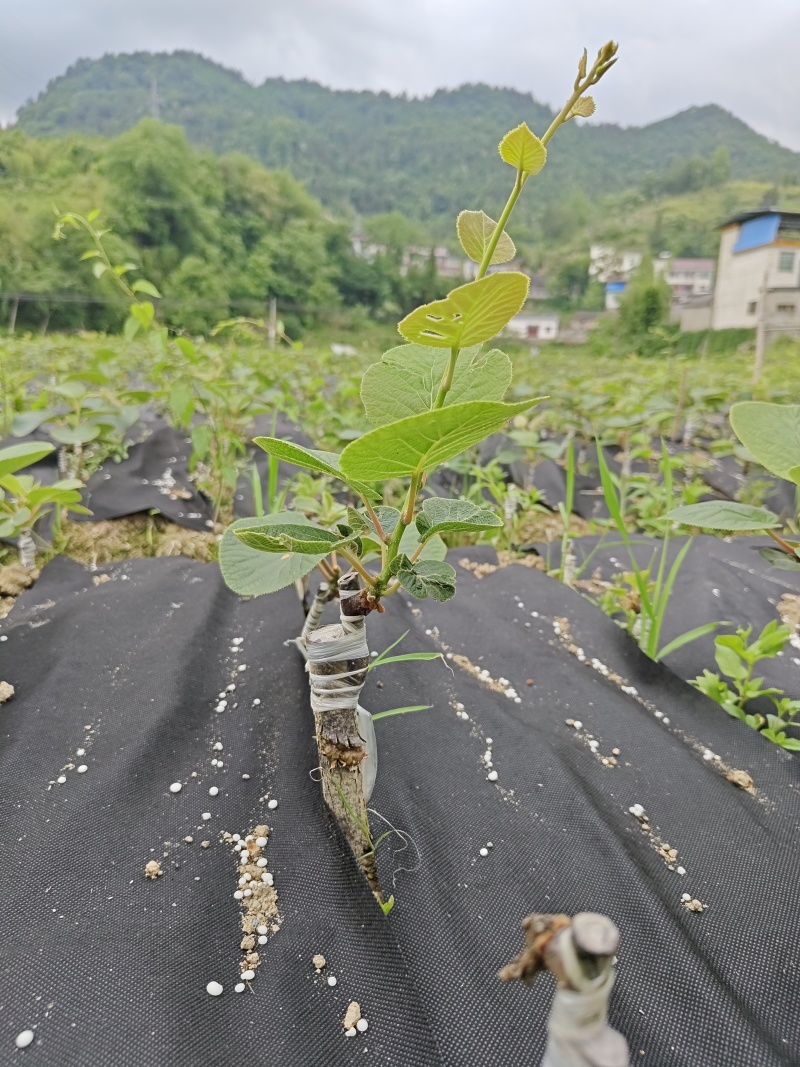 绿心猕猴桃嫁接苗《米良一号》欢迎采购商来电