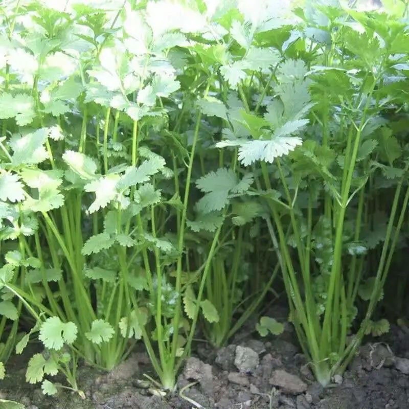 山东铁杆青香菜产地直发大量供应对接市场商超全国发货