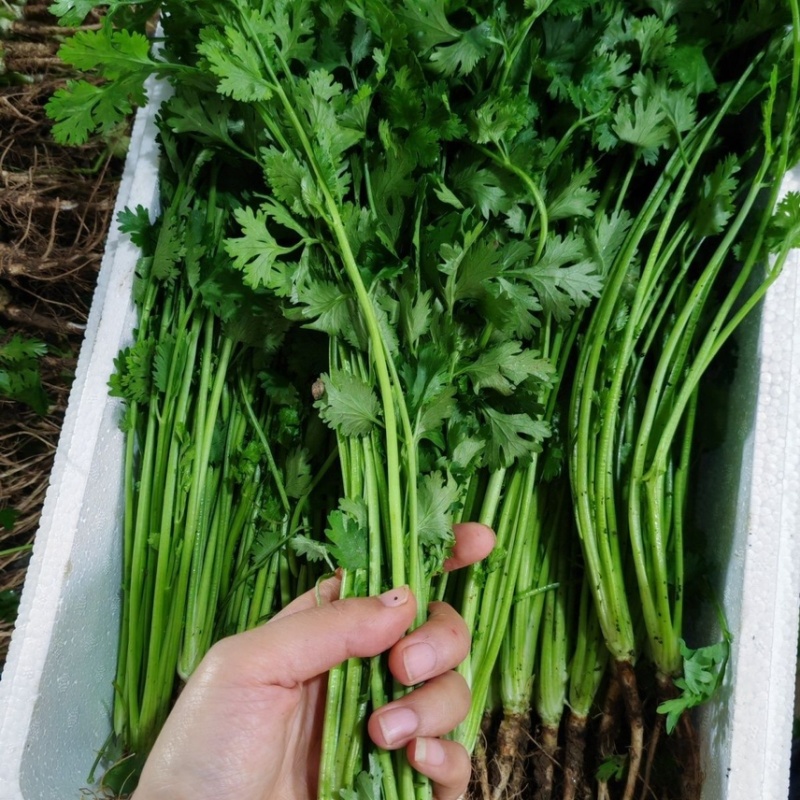 山东铁杆青香菜产地直发大量供应对接市场商超全国发货