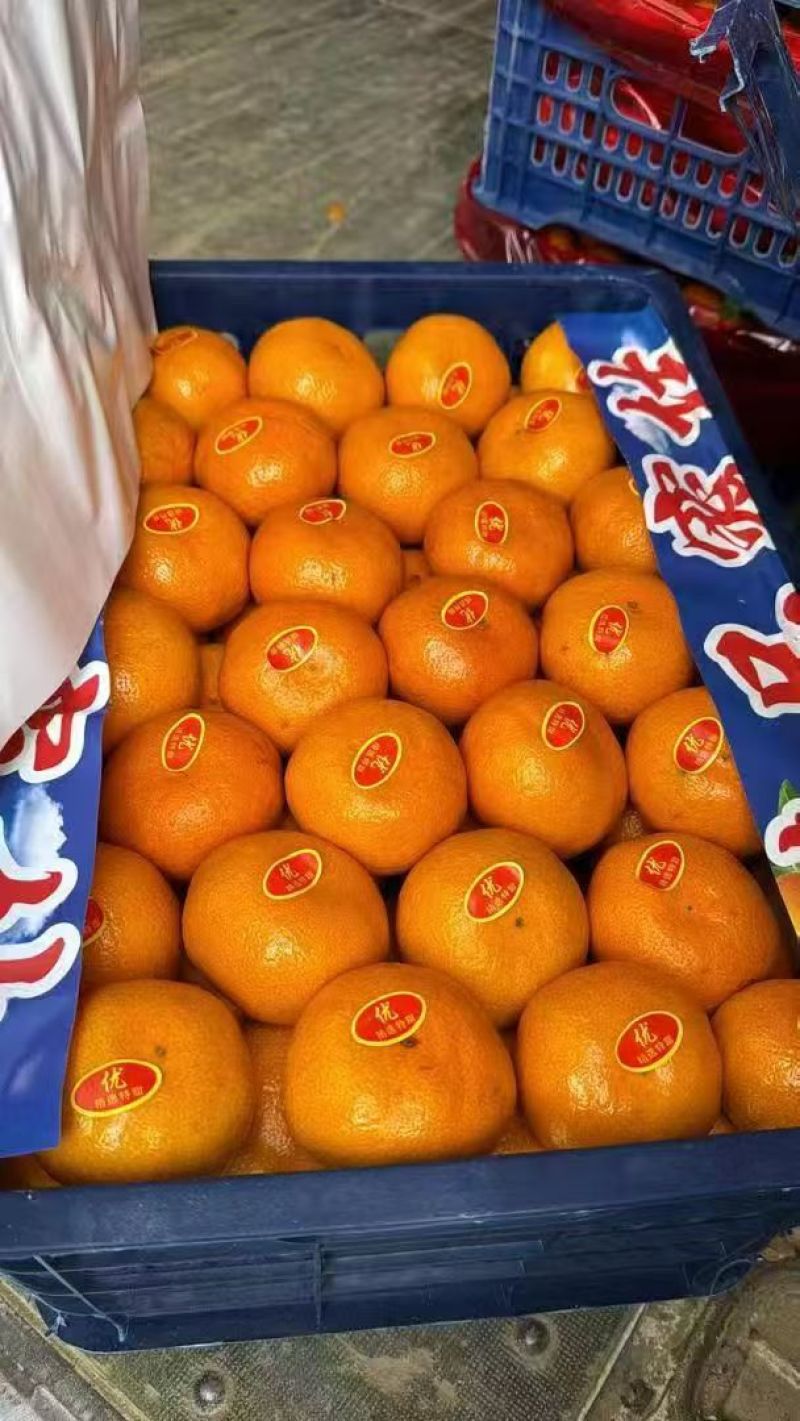 云南高山蜜桔，一手货源，对接电商，市场，团购，外贸出口