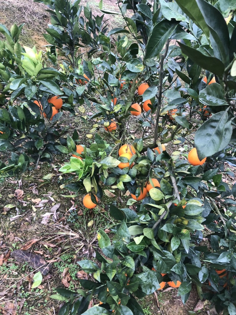 大量纽荷尔脐橙上市中，产地直发，口感醇甜，一件代发，都！