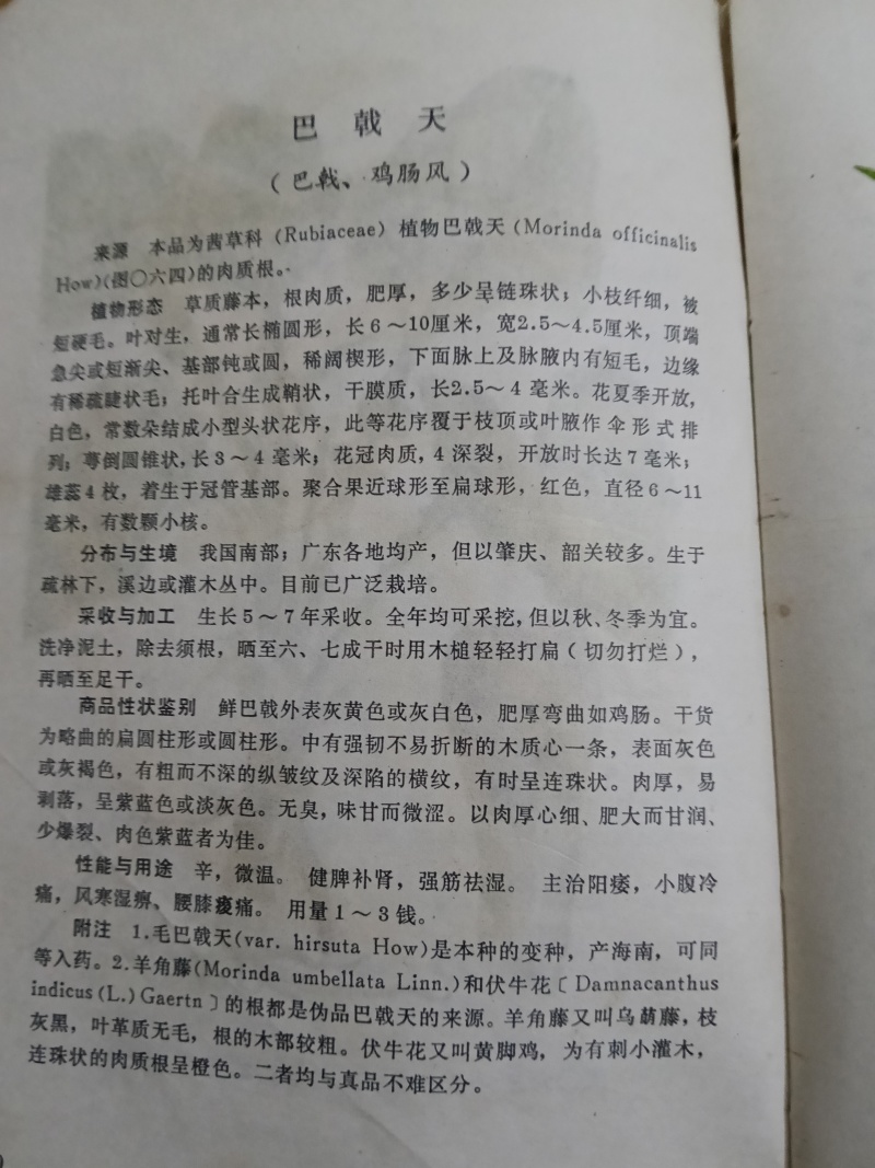 自产自销精制巴戟天，价低货靓