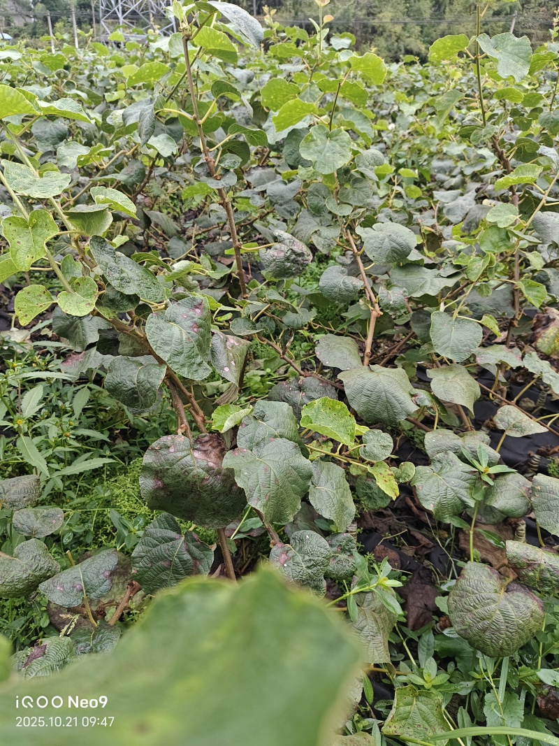 翠香，瑞玉，红心，G3，米良嫁接成品苗，欢迎老板来电咨询