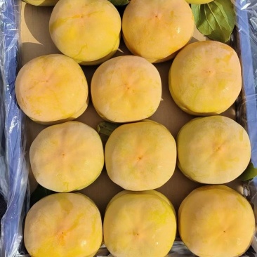 太行山磨盘柿