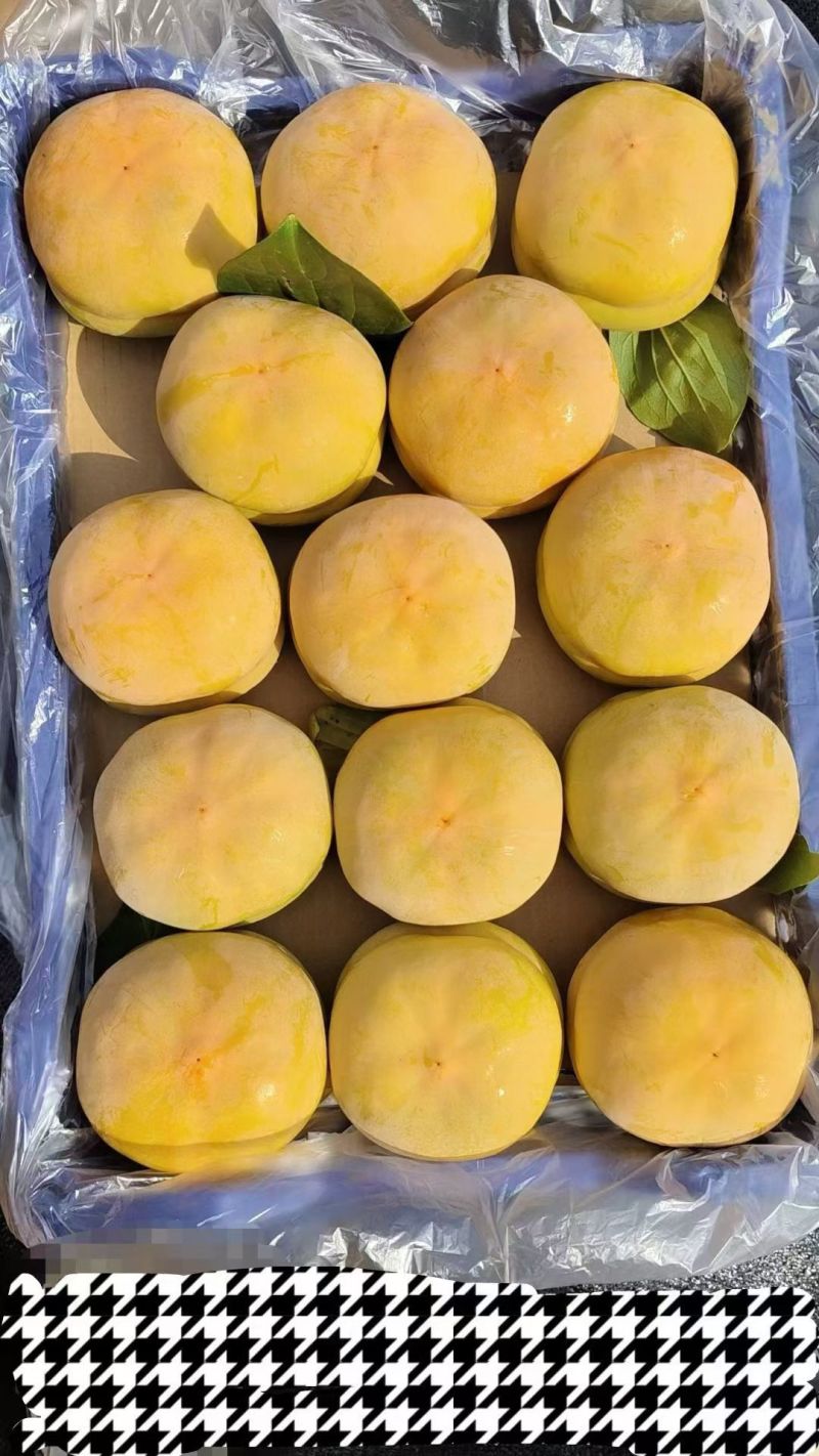 太行山磨盘柿