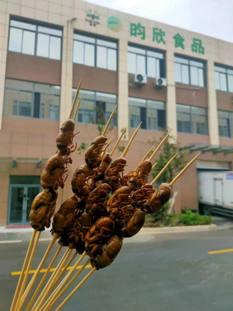 野生金蝉，好吃不贵，量大优惠。