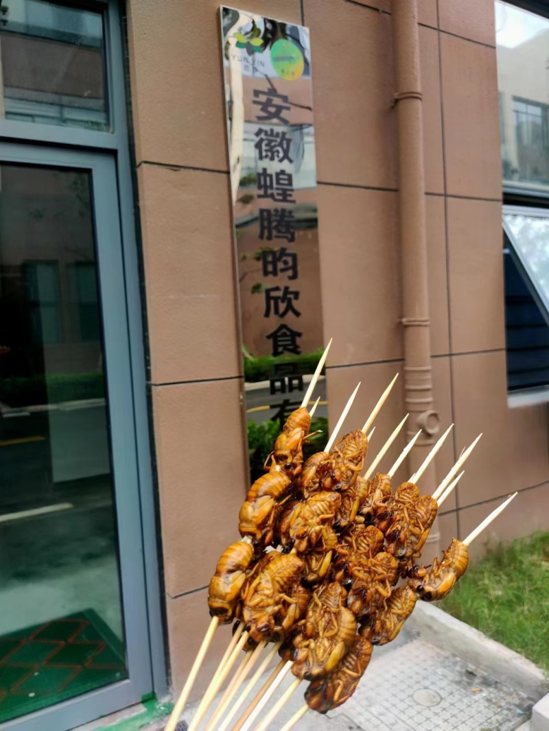 野生金蝉，好吃不贵，量大优惠。