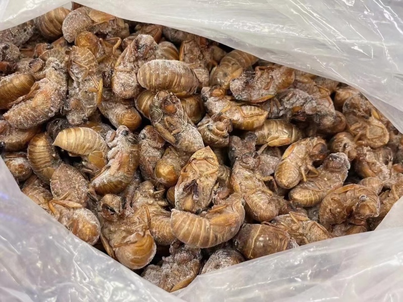 野生金蝉，好吃不贵，量大优惠。