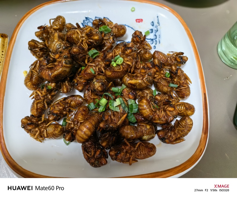 野生金蝉，好吃不贵，量大优惠。