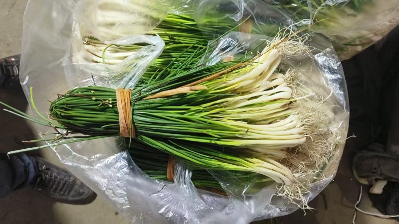 荞苗荞头