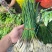 荞苗荞头
