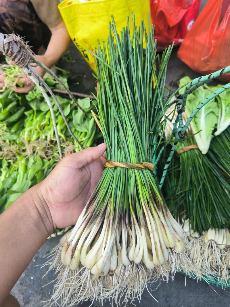 荞苗荞头