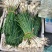 荞苗荞头
