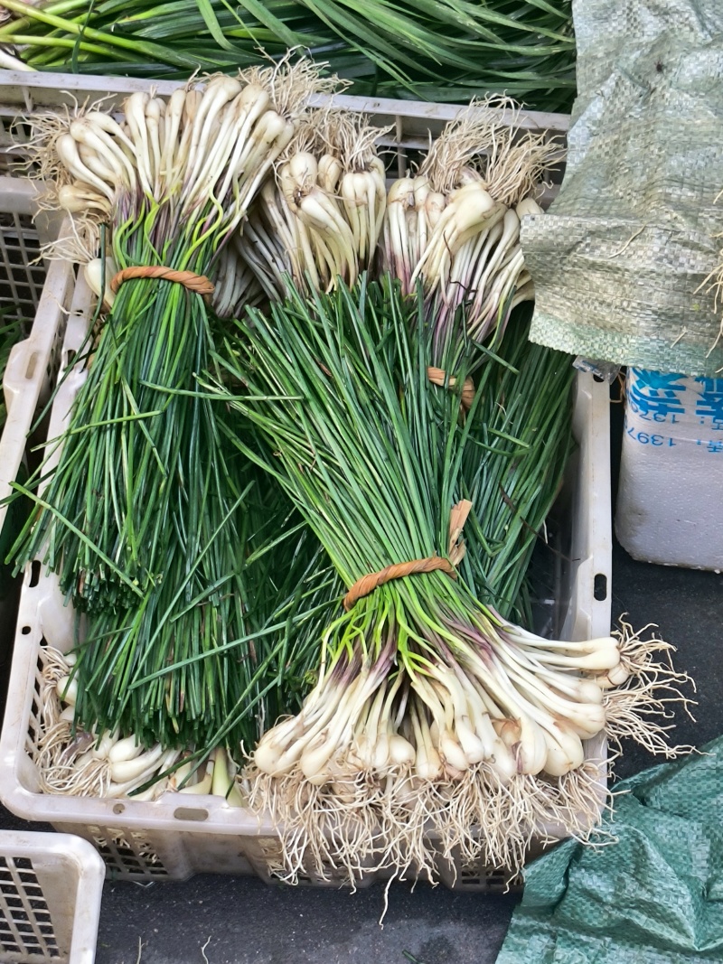 荞苗荞头