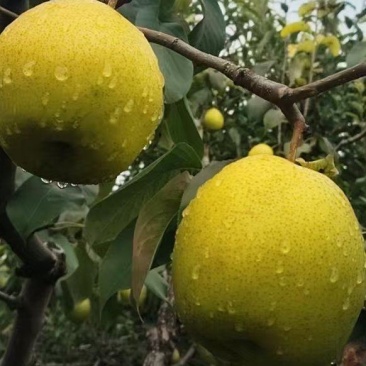 赵县精品雪花梨，沙土地，老树果，下树晚，糖度大。欢迎采购
