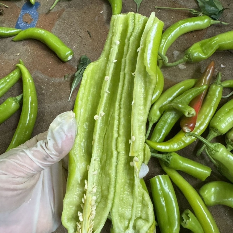 山东黄皮辣椒货源充足产地直发对接市场商超电商等